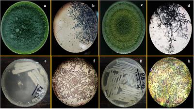 Microbial-assisted soil chromium immobilization through zinc and iron-enriched rice husk biochar